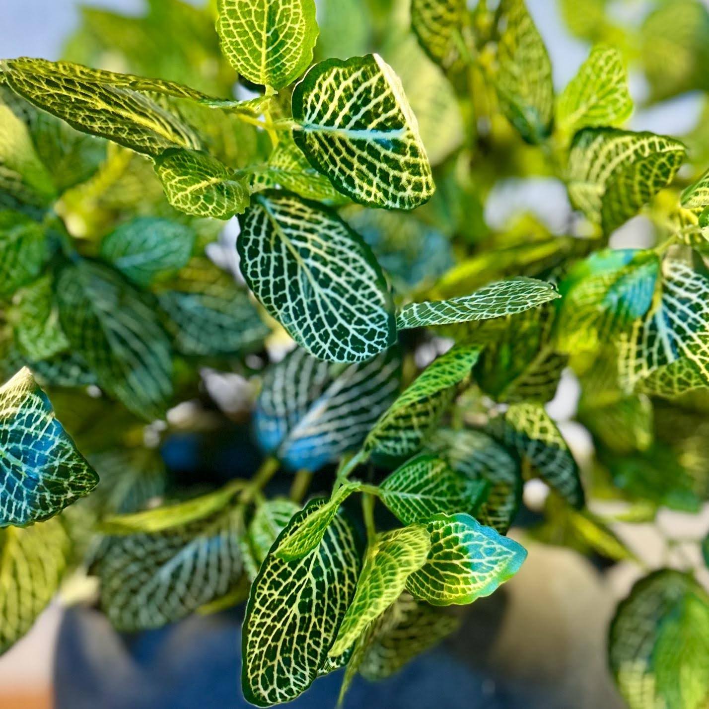 Fittonia Leaf Bush