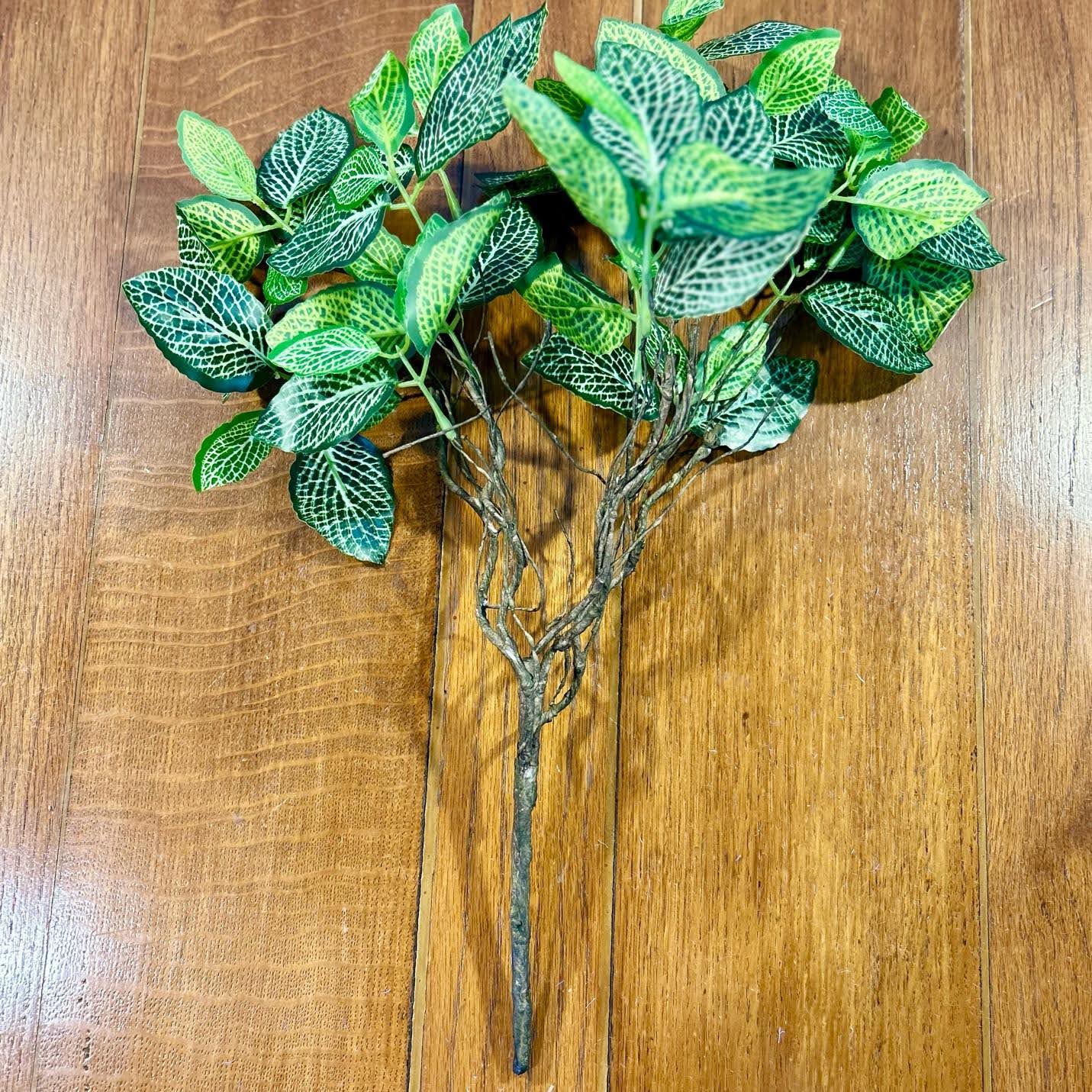 Fittonia Leaf Bush