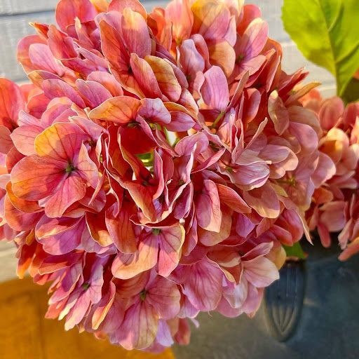 Pink Hydrangea Bundle