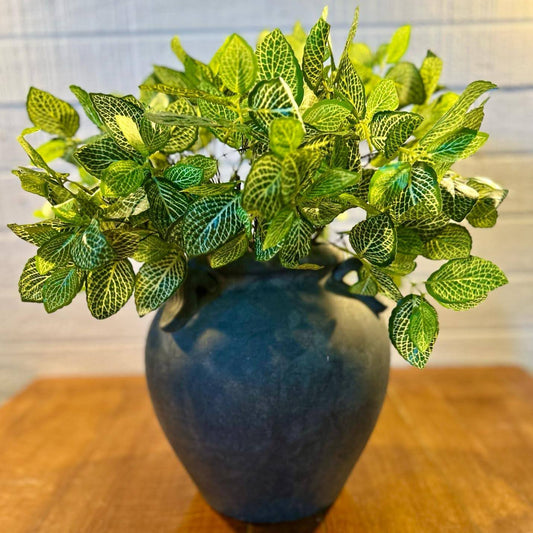 Fittonia Leaf Bush