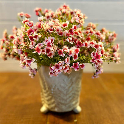 Pink Waxflower Bush