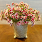Pink Waxflower Bush