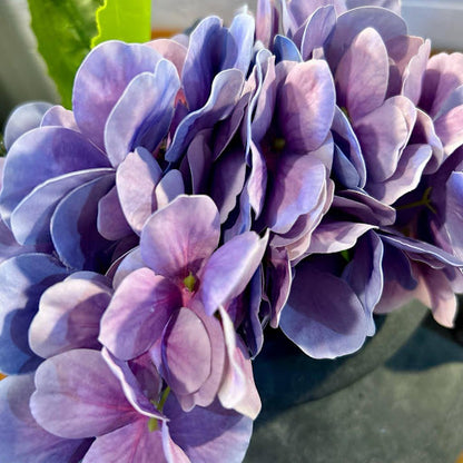 Purple Hydrangea Bundle