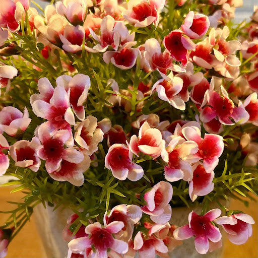 Pink Waxflower Bush