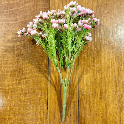 Pink Waxflower Bush