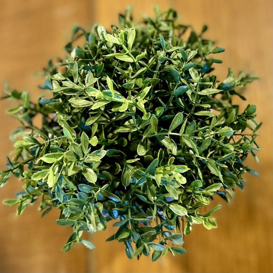 Boxwood Half Sphere