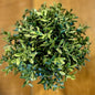 Boxwood Half Sphere